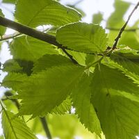 Fototapeet Im Frühlingswald SHX9-045