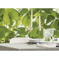 Fototapeet Im Frühlingswald SHX9-045