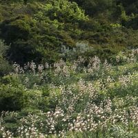 Fototapeet Kuhparadies SHX9-051