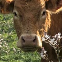 Fototapeet Kuhparadies SHX9-051