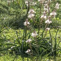 Fototapeet Kuhparadies SHX9-051