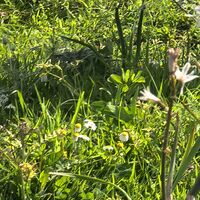 Fototapeet Kuhparadies SHX9-051