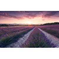 Фотообои Lavender Dream SHX9-052 (Stefan Hefele II)