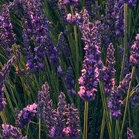 Fototapeet Lavender Dream SHX9-052