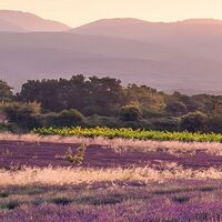 Fototapeet Lavender Dream SHX9-052