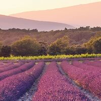 Fototapeet Lavender Dream SHX9-052