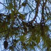 Fototapeet Lonely Paradise SHX9-053