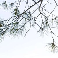 Fototapeet Lonely Paradise SHX9-053