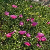 Fototapeet Mediterrane Träume SHX9-056