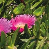 Fototapeet Mediterrane Träume SHX9-056