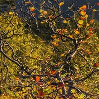Fototapeet Norwegische Herbstwelten SHX9-060
