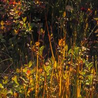 Fototapeet Norwegische Herbstwelten SHX9-060