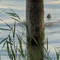 Fototapeet Pastell SHX9-067