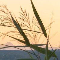 Fototapeet Pastell SHX9-067