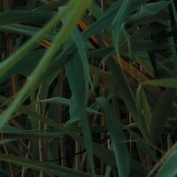 Fototapeet Pastell SHX9-067