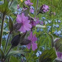 Fototapeet Picturesque Switzerland SHX9-069