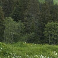 Fototapeet Picturesque Switzerland SHX9-069