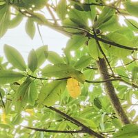 Fototapeet Piratenversteck SHX9-070