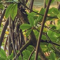 Fototapeet Piratenversteck SHX9-070