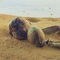 Fototapeet Piratenversteck SHX9-070