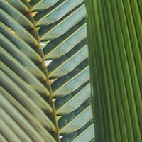 Fototapeet Piratenversteck SHX9-070