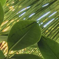 Fototapeet Piratenversteck SHX9-070