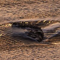 Fototapeet Red Planet SHX9-076