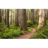 Фотообои Redwood Trail SHX9-077 (Stefan Hefele II)