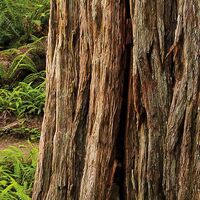 Fototapeet Redwood Trail SHX9-077