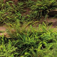 Fototapeet Redwood Trail SHX9-077