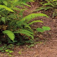 Fototapeet Redwood Trail SHX9-077