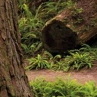 Fototapeet Redwood Trail SHX9-077