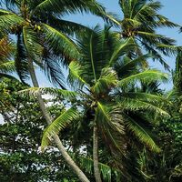 Fototapeet Schatzinsel SHX9-078