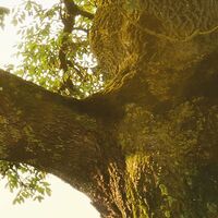 Fototapeet The Magic Tree SHX9-086