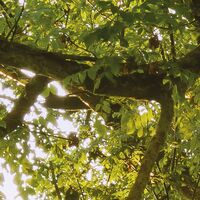 Fototapeet The Magic Tree SHX9-086