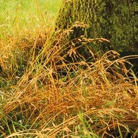 Fototapeet The Magic Tree SHX9-086