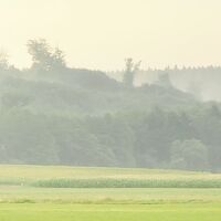 Fototapeet The Magic Tree SHX9-086