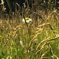 Fototapeet The Green Queen SHX9-088