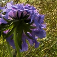 Fototapeet The Green Queen SHX9-088