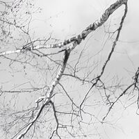 Fototapeet Weiss-Blau SHX9-093