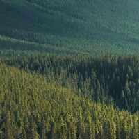 Fototapeet Wild Canada SHX9-095