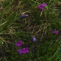 Fototapeet Wild Paradise SHX9-096