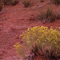 Fototapeet Wild West Heroes SHX9-097