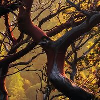 Fototapeet Yosemites Secret SHX9-101