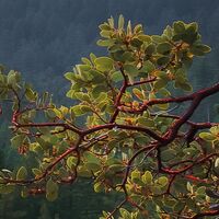 Fototapeet Yosemites Secret SHX9-101