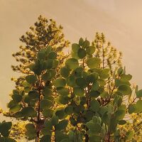 Fototapeet Yosemites Secret SHX9-101