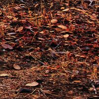 Fototapeet Yosemites Secret SHX9-101