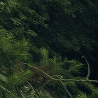 Fototapeet Ancient Green  SHX9-104