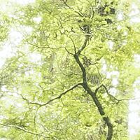 Fototapeet Ancient Green  SHX9-104