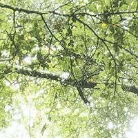 Fototapeet Ancient Green  SHX9-104